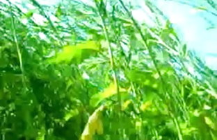 XXX هندی سکسی در جنگل